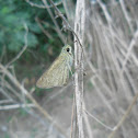 Skipper butterfly