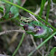 Common Green Grasshopper