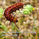 Pipevine Swallowtail Caterpillar