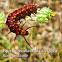 Pipevine Swallowtail Caterpillar