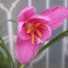 pink lily