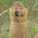 Arctic Ground squirrel