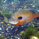 Bream