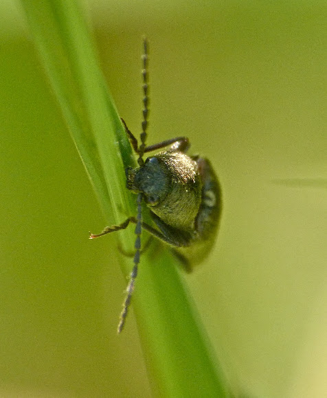 Spotting Image 1