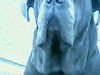 Mastin Napolitano Cachorrita
