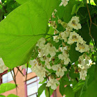 Catalpa