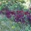 Amaranth