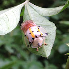 Spotted Tortoise Beetle