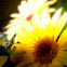 Yellow sunflower