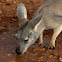 Common Wallaroo (Euro)