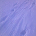 Otter tracks