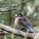 oregon Junco