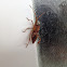 Western Conifer Seed Bug