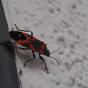 Small Milkweed Bug
