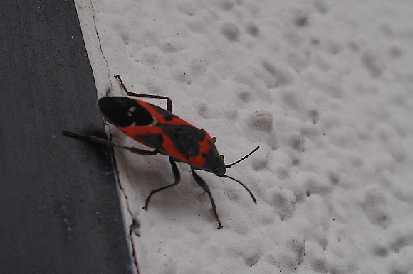 Spotting Image 1