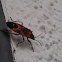 Small Milkweed Bug