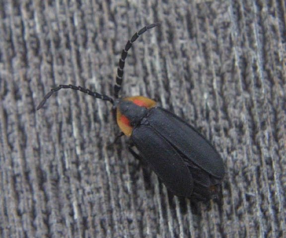Diurnal Firefly