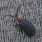 Diurnal Firefly