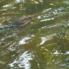 Monitor Lizard
