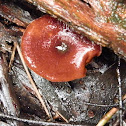 Polyporus sp