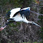 Wood Stork