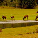 Sambar deer