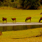 Sambar deer