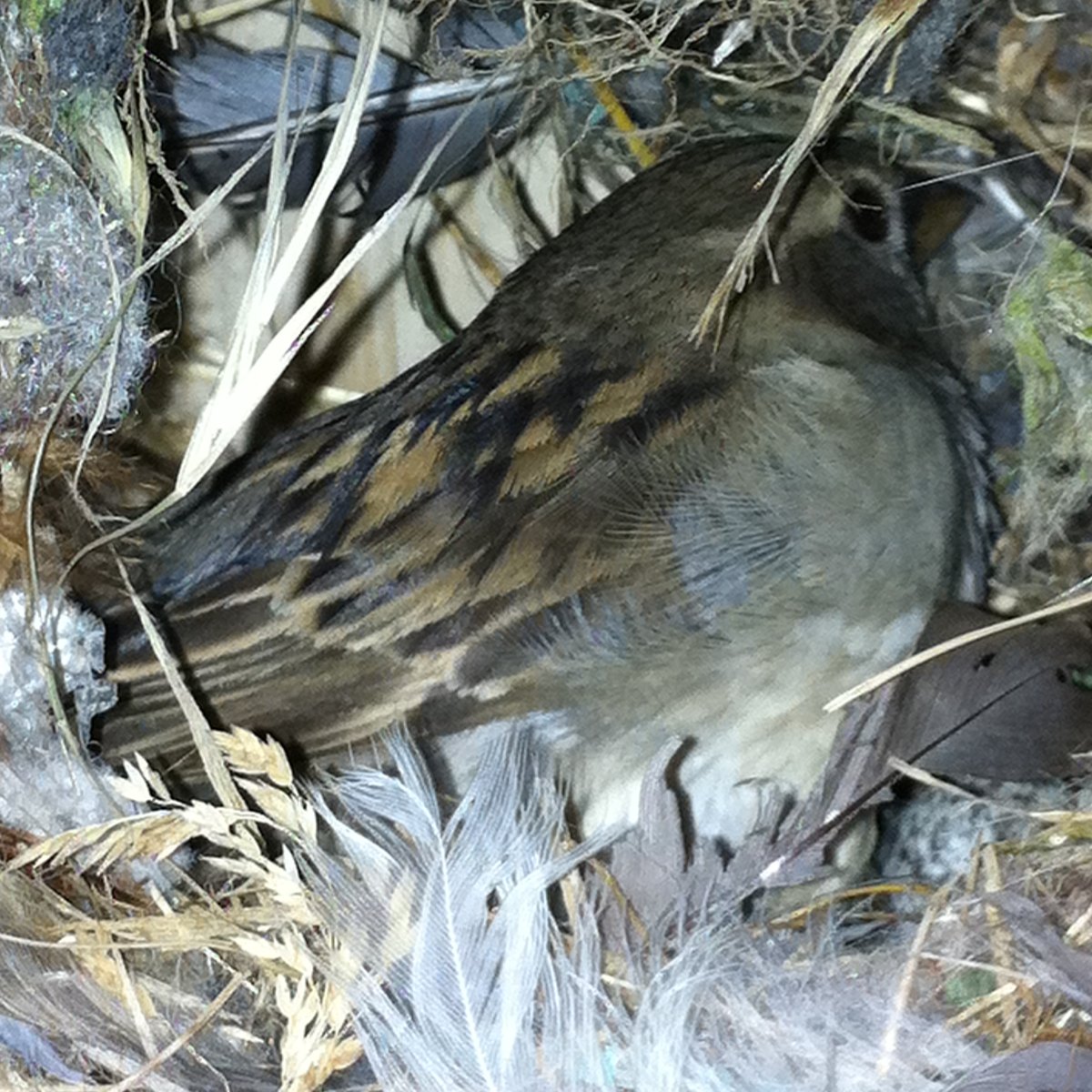 House sparrow sitting on her eggs Project Noah