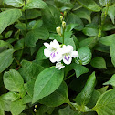 Chinese violet