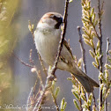 House Sparrow; Gorrión Común