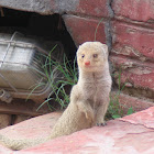 Common Grey Mongoose