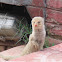 Common Grey Mongoose
