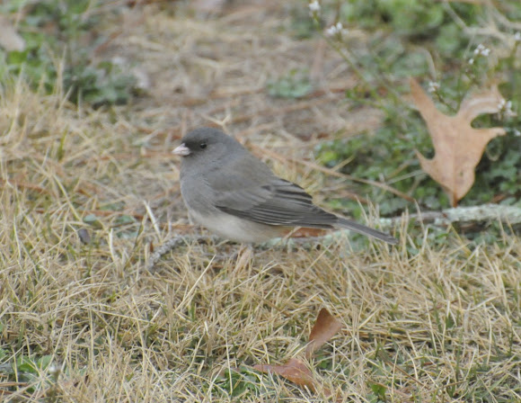 Spotting Image 1