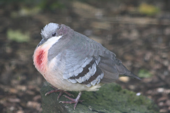 Spotting Image 1