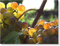 grapes.jpg