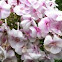 Phlox