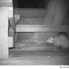 Virginia Opossum