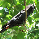 Red-tailed Black Cockatoo