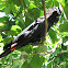 Red-tailed Black Cockatoo
