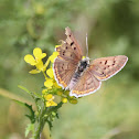 Purplish Copper