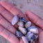 Coquina