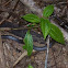 Night Brook Snake