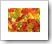 Gummy_bears