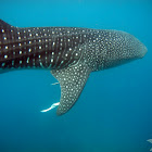 Whale Shark