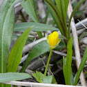 Lesser celandine