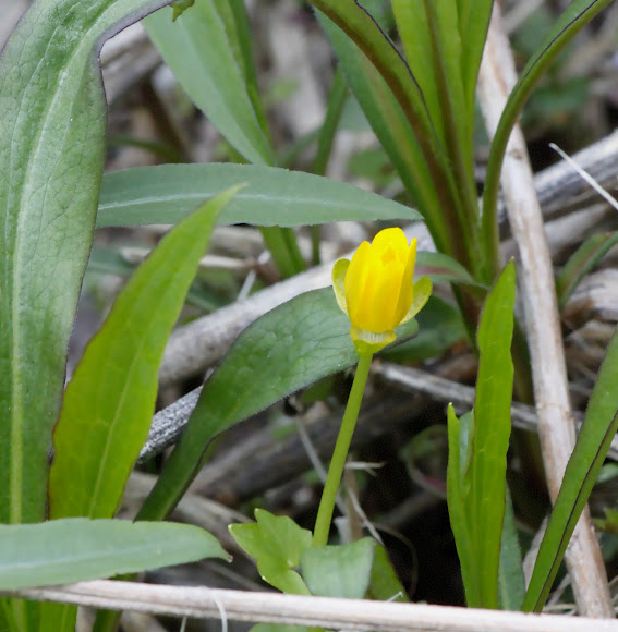 Spotting Image 1