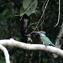 Amazon Kingfisher