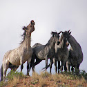 Nokota Wild Horses