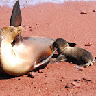 Galapagos Sea Lion
