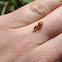 Queen ant ?